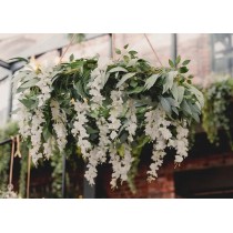 Ghirlanda Foglie di Salice "Garland Willow Leaves" 2mt Festoni e Ghirlande
