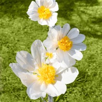 Decorazione Fiore Margherita Avorio con Stelo e Foglie 65cm- 6pz Decorazioni