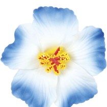 Fermaglio per Capelli Fiore Hibiscus Tropicale Sfumato 3pz Accessori Persona Tropicali